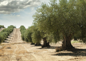 Palacios asegura que el cambio de gobierno en Andalucía está haciendo crecer económicamente a la provincia de Jaén