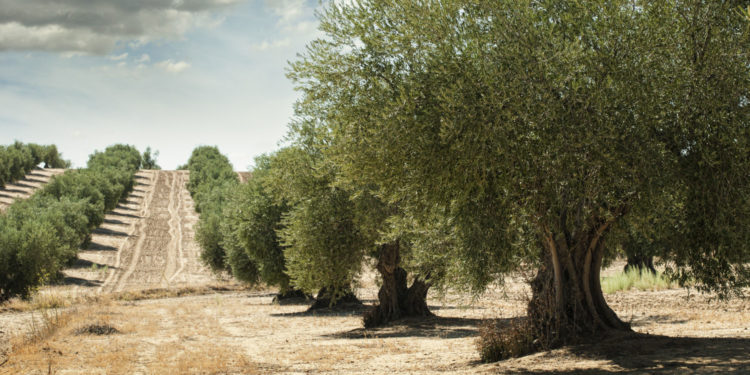 Palacios asegura que el cambio de gobierno en Andalucía está haciendo crecer económicamente a la provincia de Jaén