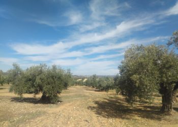 LOS OLIVAREROS VOLVERÁN A TENER EL APOYO DE CIUDADANOS