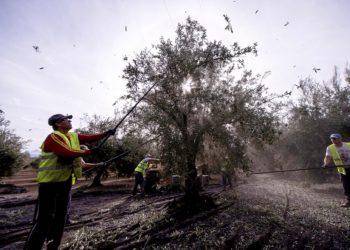 Reyes expone en Bruselas las dificultades del olivar jiennense ante la futura reforma de la PAC