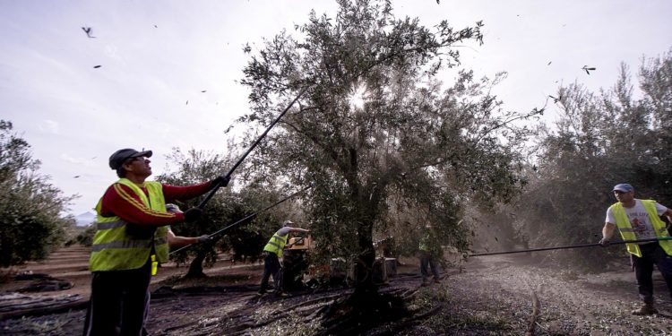 Reyes expone en Bruselas las dificultades del olivar jiennense ante la futura reforma de la PAC