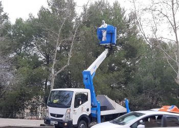El Ayuntamiento concluye el plan de poda que ha llegado a 6.000 árboles
