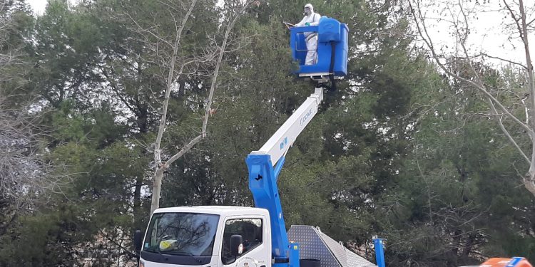 El Ayuntamiento concluye el plan de poda que ha llegado a 6.000 árboles