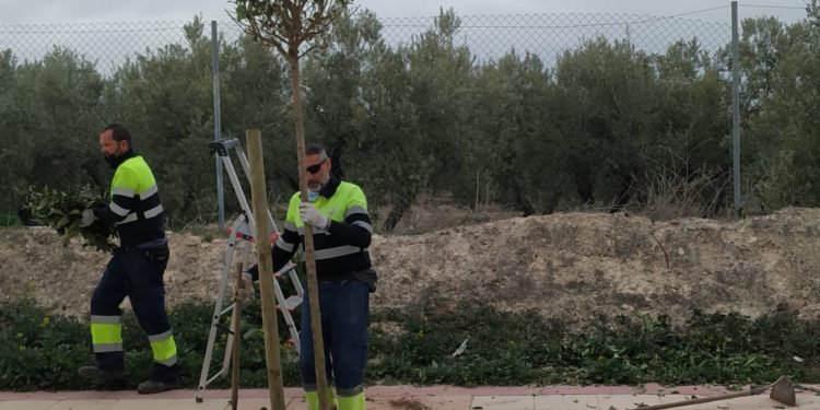 SIGUE EL PROGRAMA DE PLANTACIÓN DEL AYTO DE JAÈN