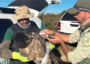Agentes de Medio Ambiente recuperan un ejemplar de quebrantahuesos en Punta Entinas-Sabinar