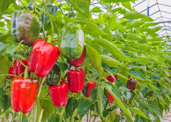 Andalucía reclama al Gobierno central que defienda ante EEUU la situación injusta del pimiento andaluz