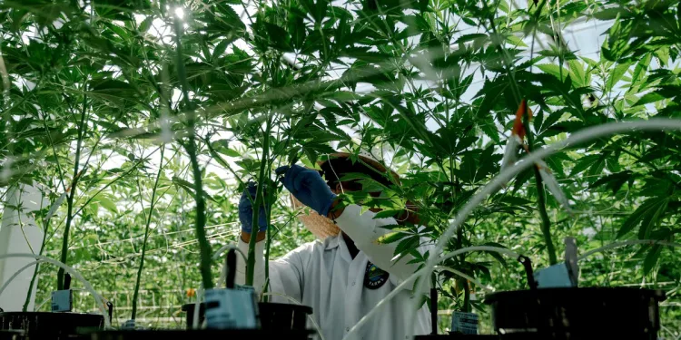 El Gobierno aprueba el uso del cannabis