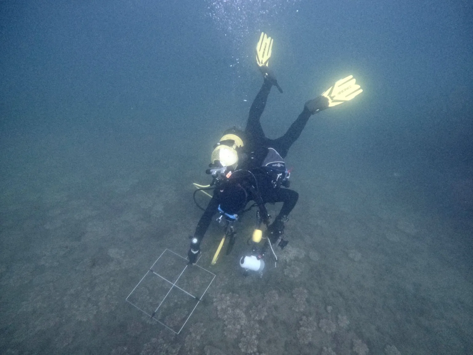 La Junta confirma la presencia de una nueva especie de medusa alóctona en el litoral andaluz