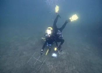 La Junta confirma la presencia de una nueva especie de medusa alóctona en el litoral andaluz
