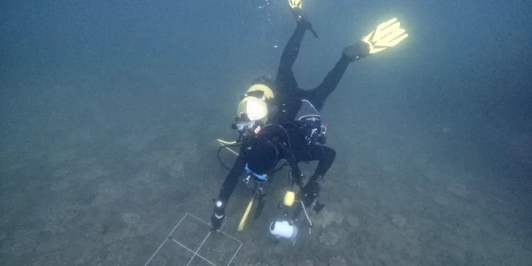 La Junta confirma la presencia de una nueva especie de medusa alóctona en el litoral andaluz